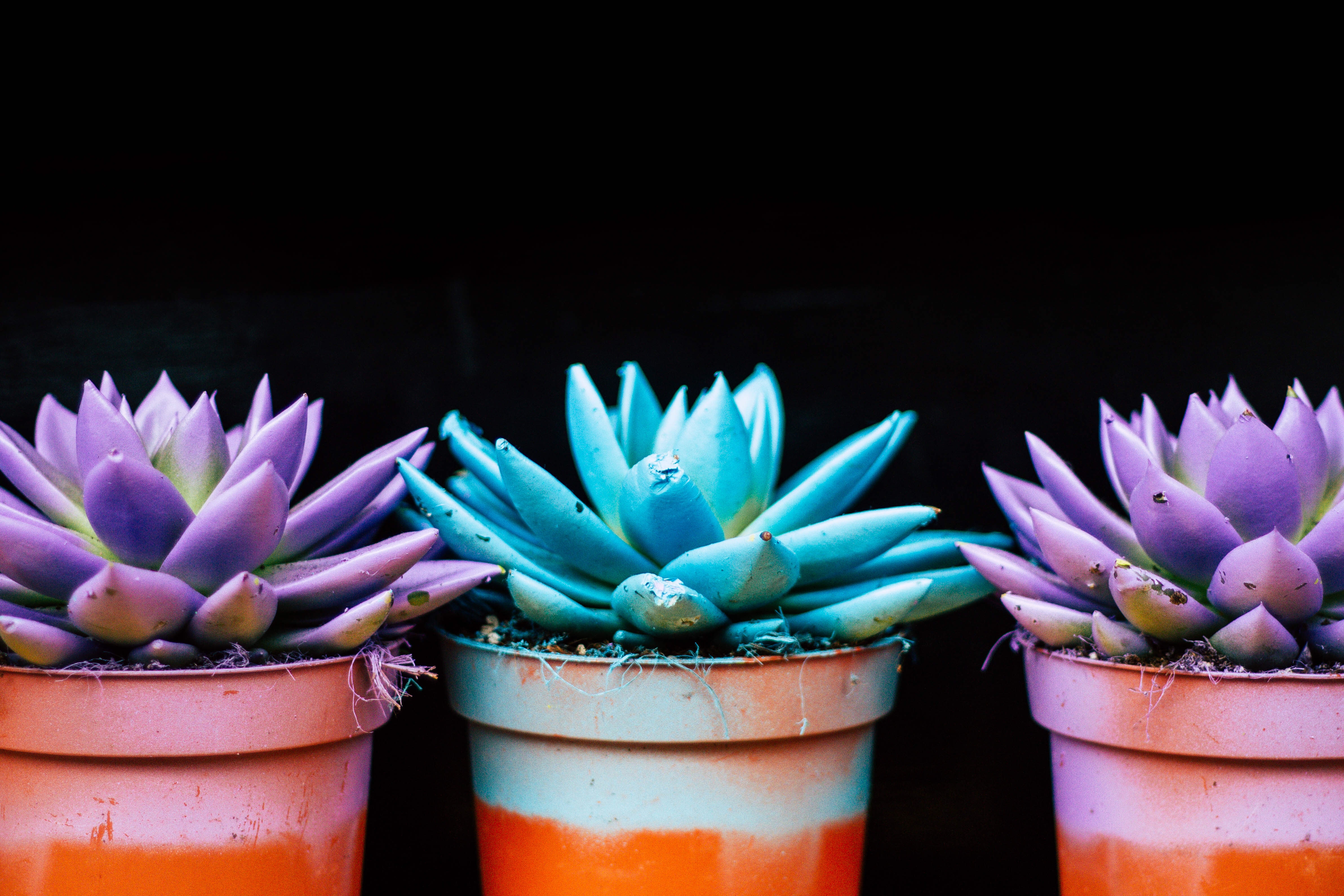 Succulentes...