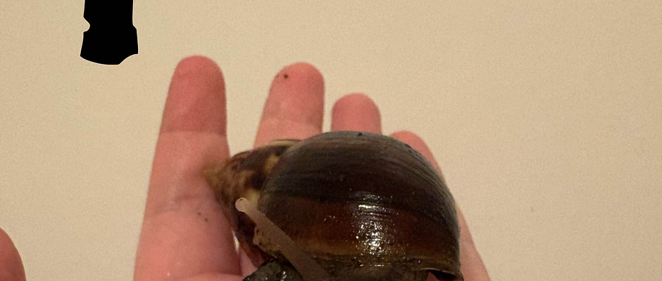 Lissachatina fulica classique x lissachatina white jade