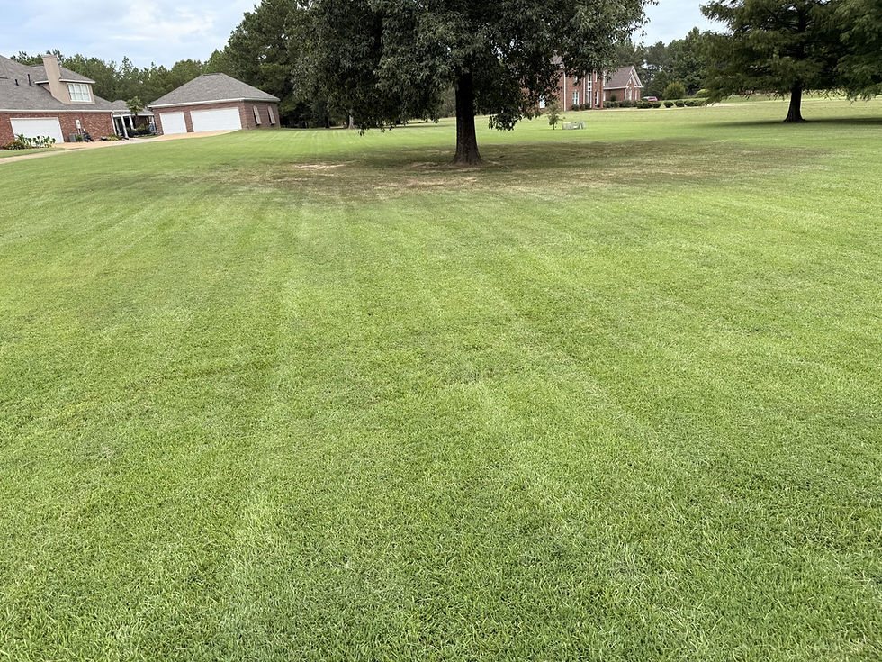 Cherry Hill Yard 3.jpg