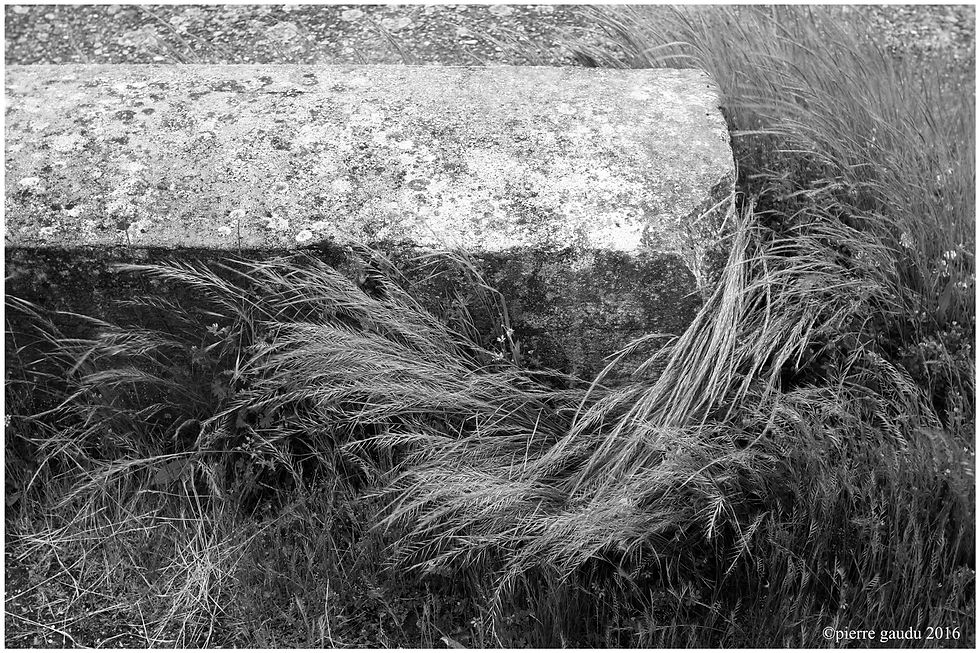 _MG_0412 herbes et banc.jpg