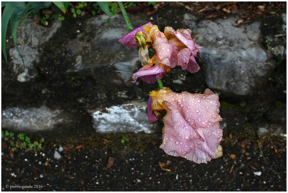 Iris