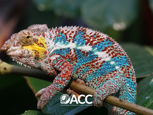 O Precioso Papel de Projetos REDD+ APD na Região Amazônica