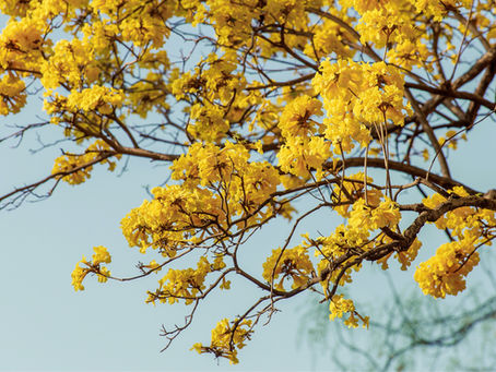 Ipê, Cedro e Cumarú sob a CITES: o novo marco regulatório da madeira tropical