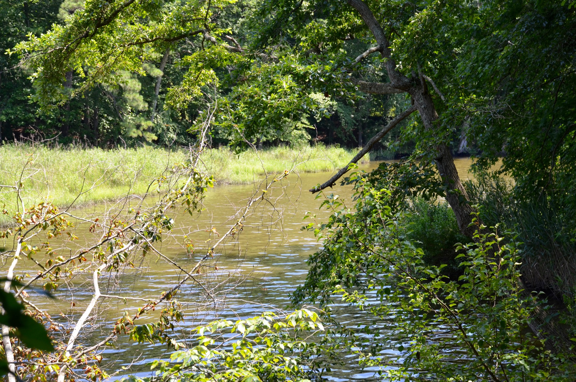 Wye River Kennel Of Queenstown Maryland