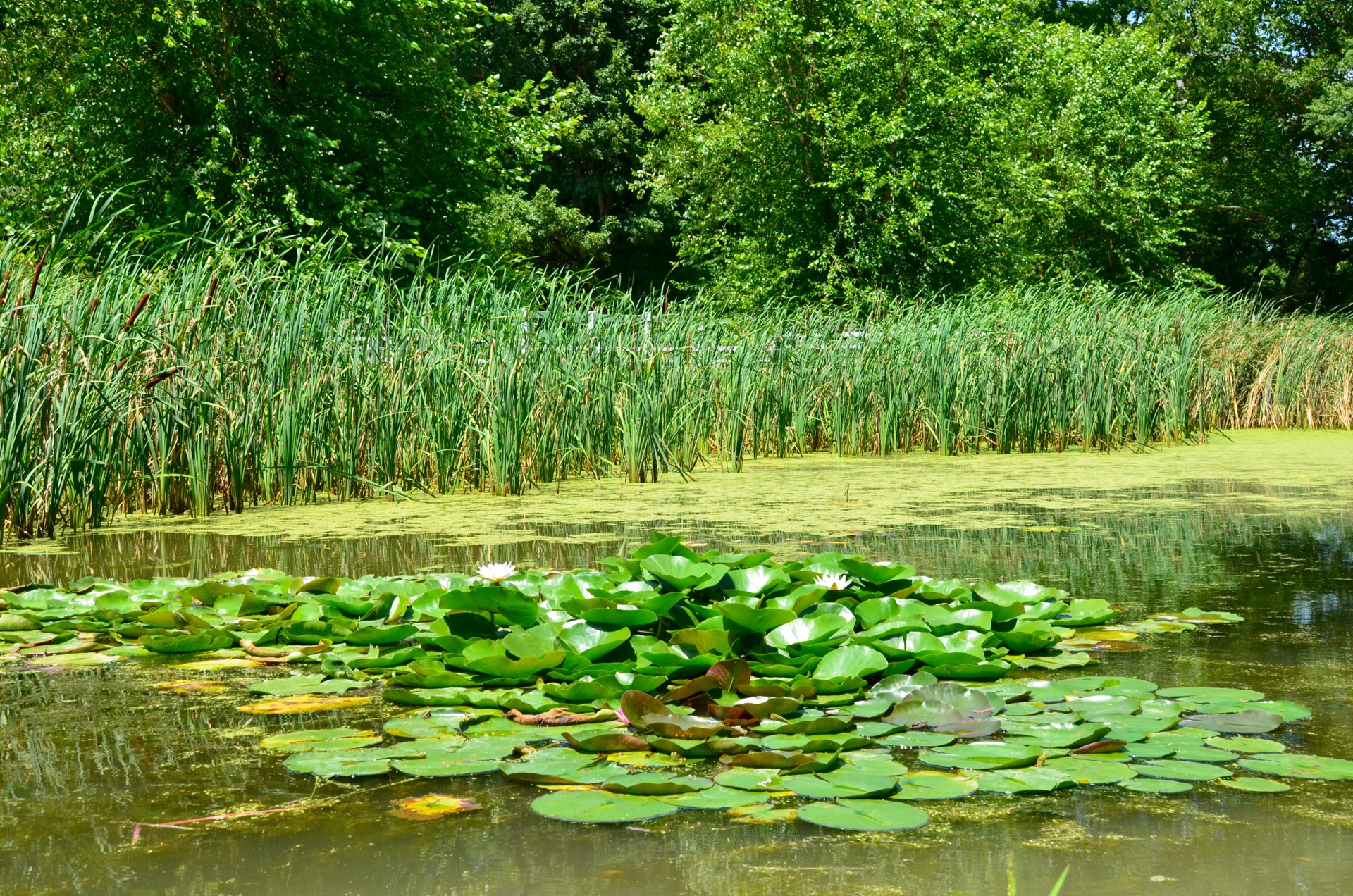 Wye River Kennel Of Queenstown Maryland