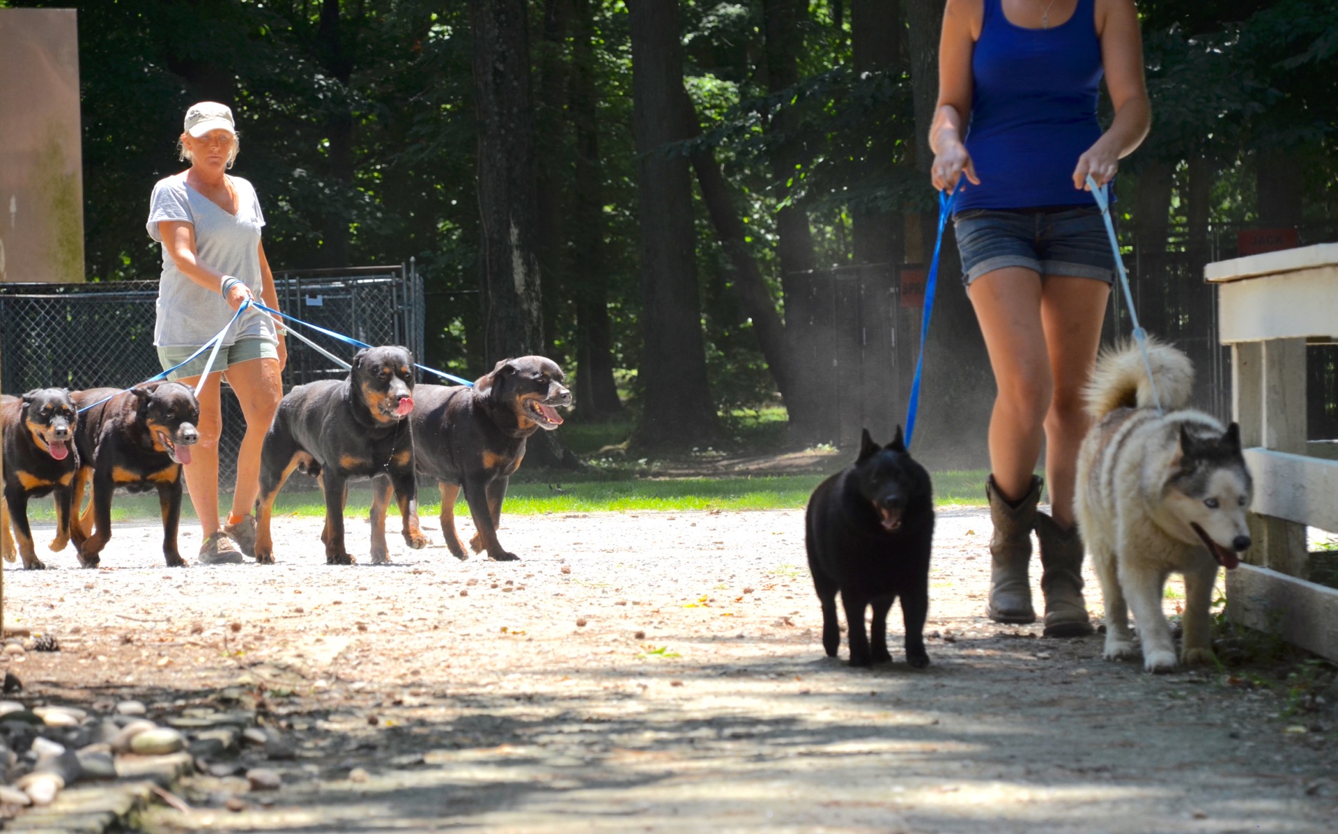 all star dog grooming