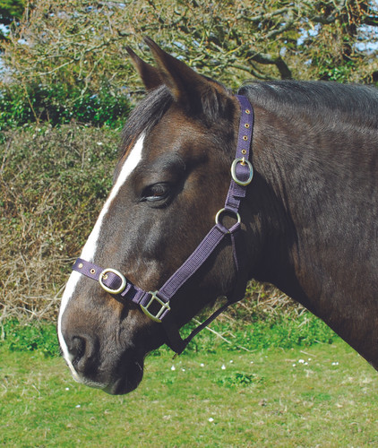 Rhinegold Cavesson En Nylon - Muserolle Rembourrée Ajustable Pour Chevaux - Confort Et Prix Économique