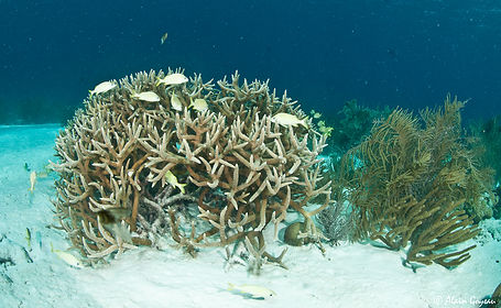 Colonie de corail corne de cerf