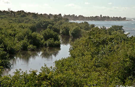 Forêt de mangrove.