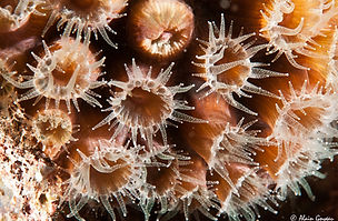 Polypes de corail