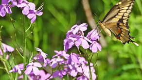 95 Acres of Butterfly Habitat Preserved