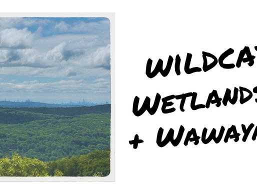 Wildcats, Wetlands, & Wawayanda