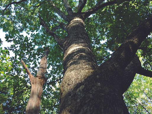 Yards Creek Preserve Moves Region Toward Climate Resilience