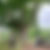 American Chestnut Revival