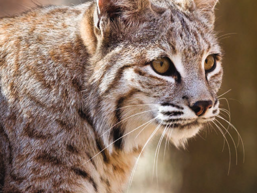 Dispatch from Bobcat Alley