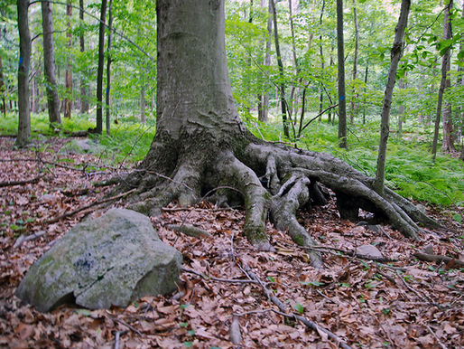 Introducing Millbrook Seeps Preserve