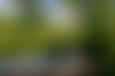 123 Acres Near Wildcat Ridge Preserved