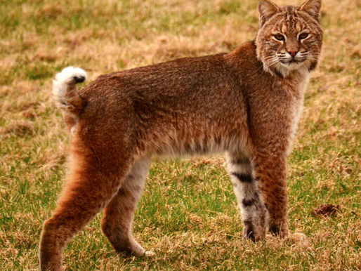 Help Protect Bobcat Alley!