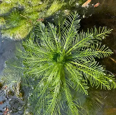 Featherfoil Find Wins Land Ethics Award