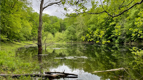 Summer Newsletter: Introducing Limestone Forest Preserve
