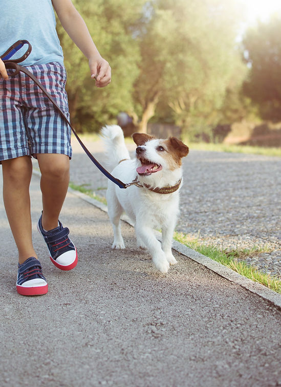 Dog Walking _edited.jpg