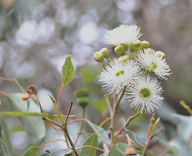 Delicate white eucalyptus flowers bloom