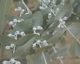 Eucalyptus leaves and flower buds on a b