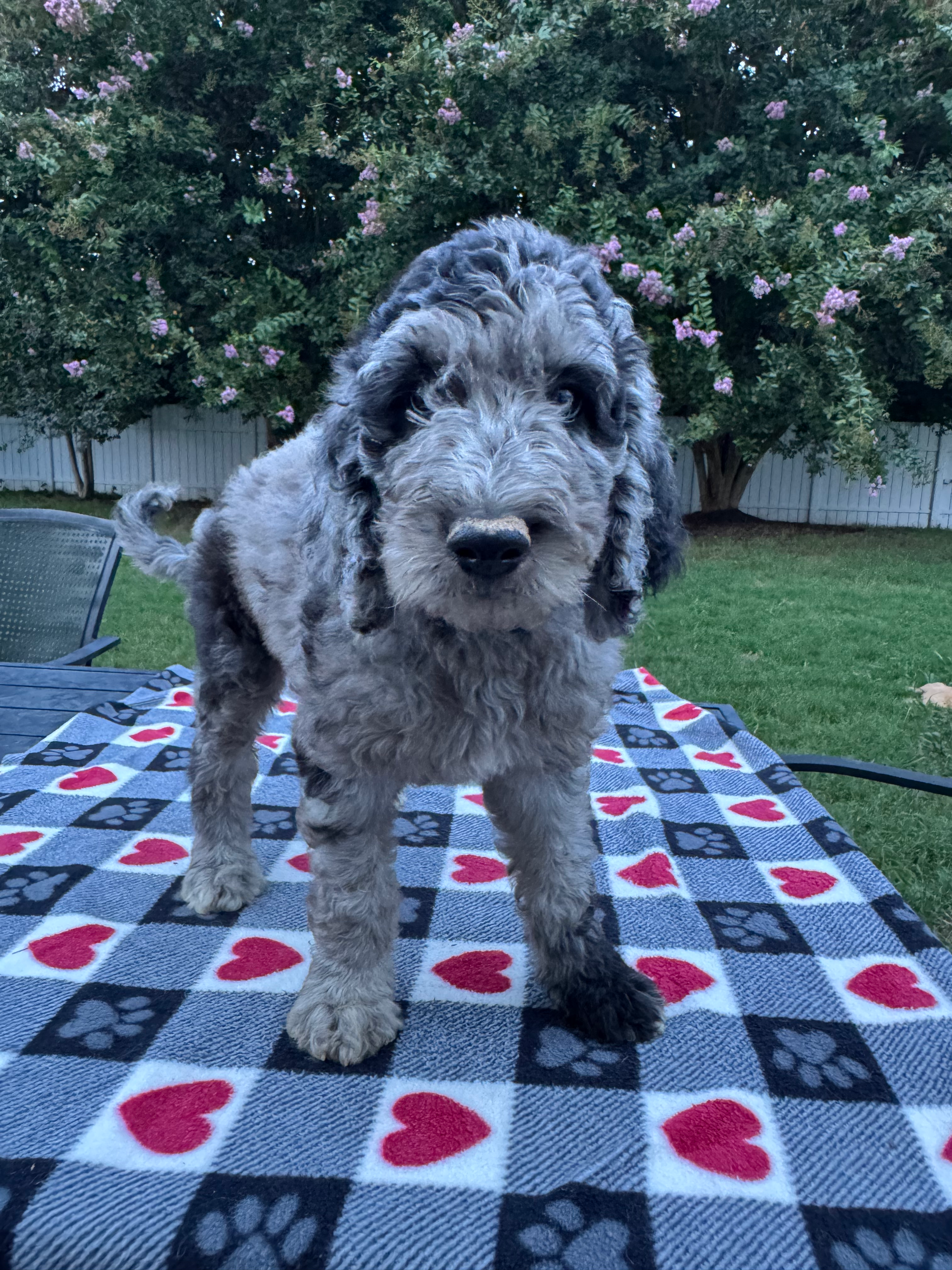 Male Green Collar-Rocky(ADOPTED)
