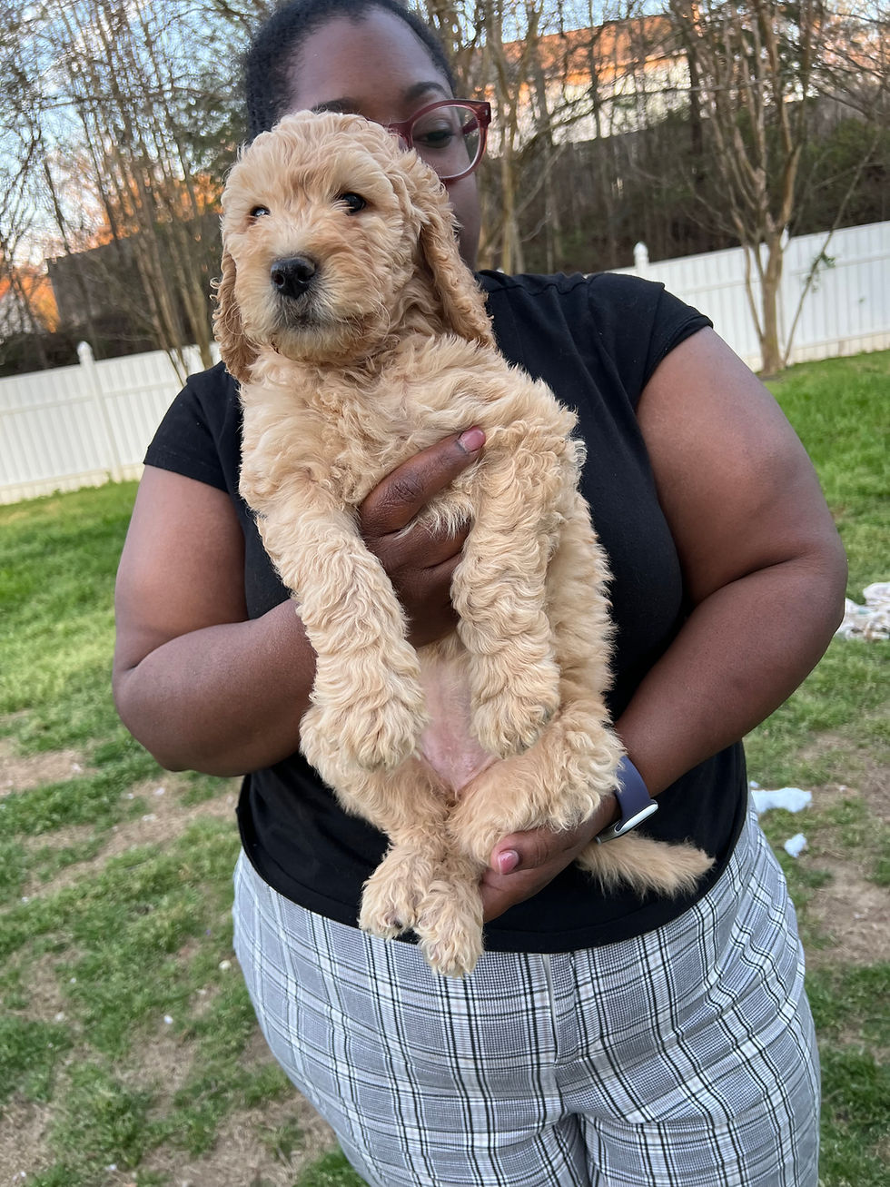 Thumbnail: Rose, F(ADOPTED)