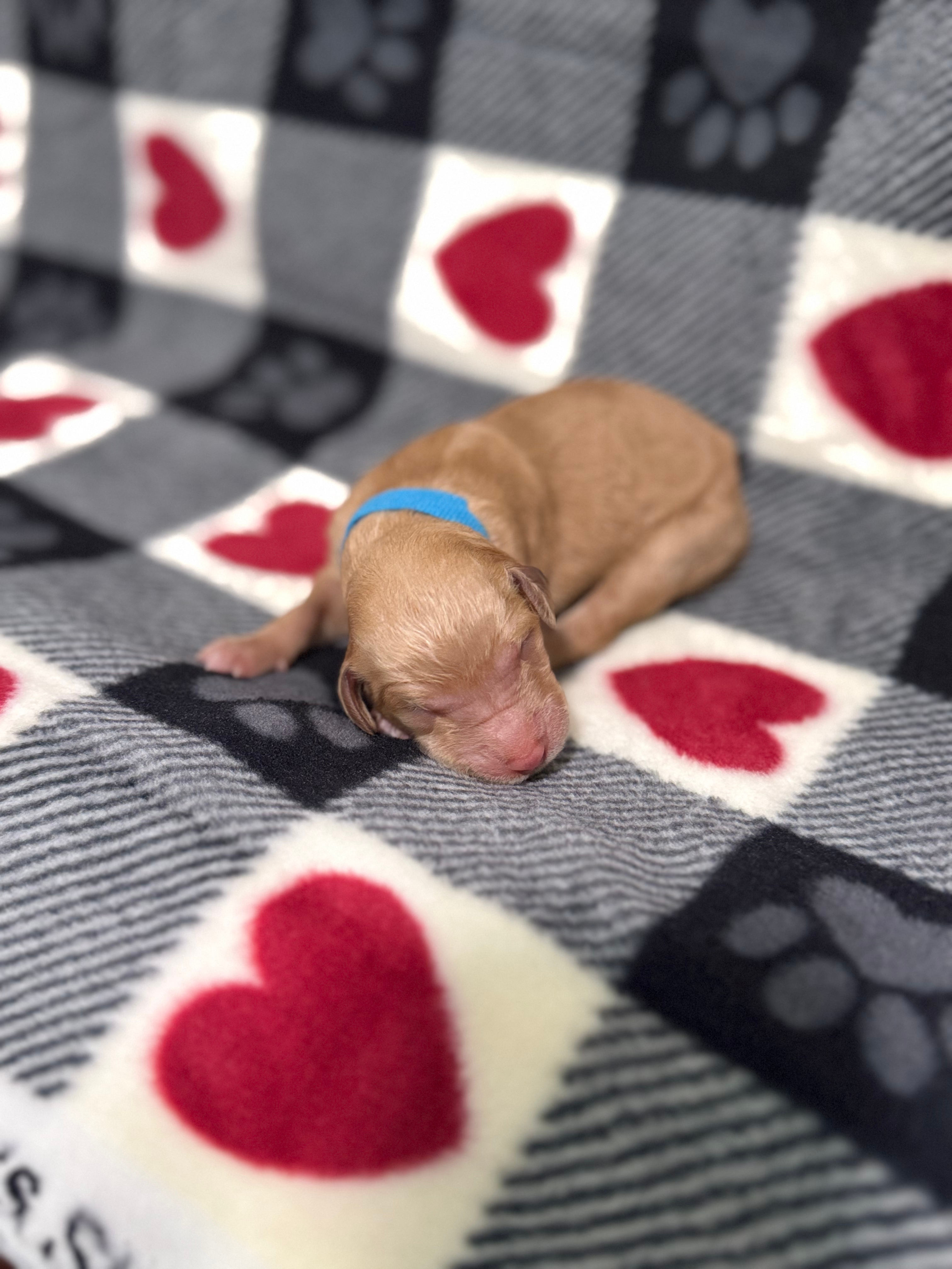 Female Baby Blue Collar(Reserved)