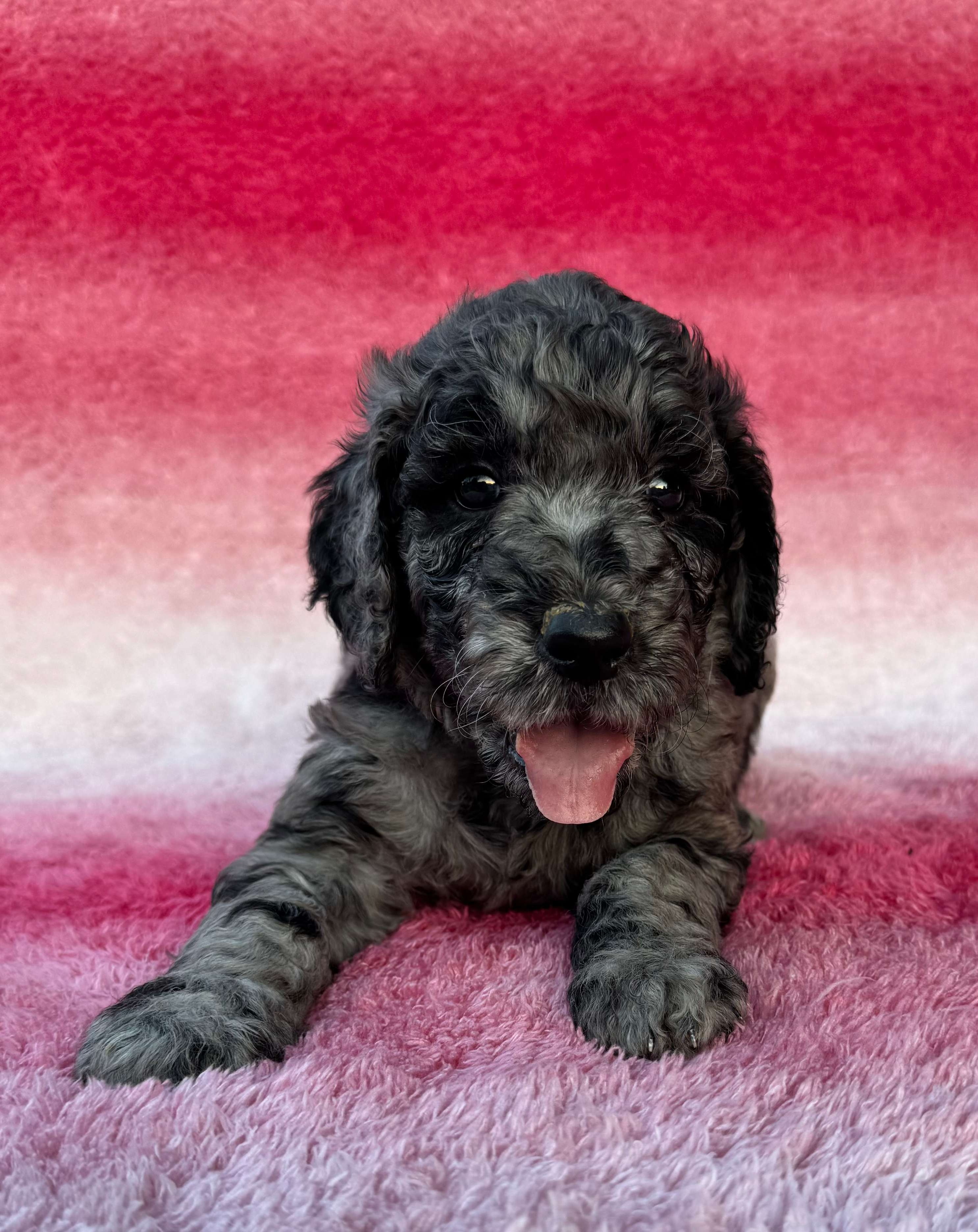 Yellow Collar Female - Oreo(ADOPTED)