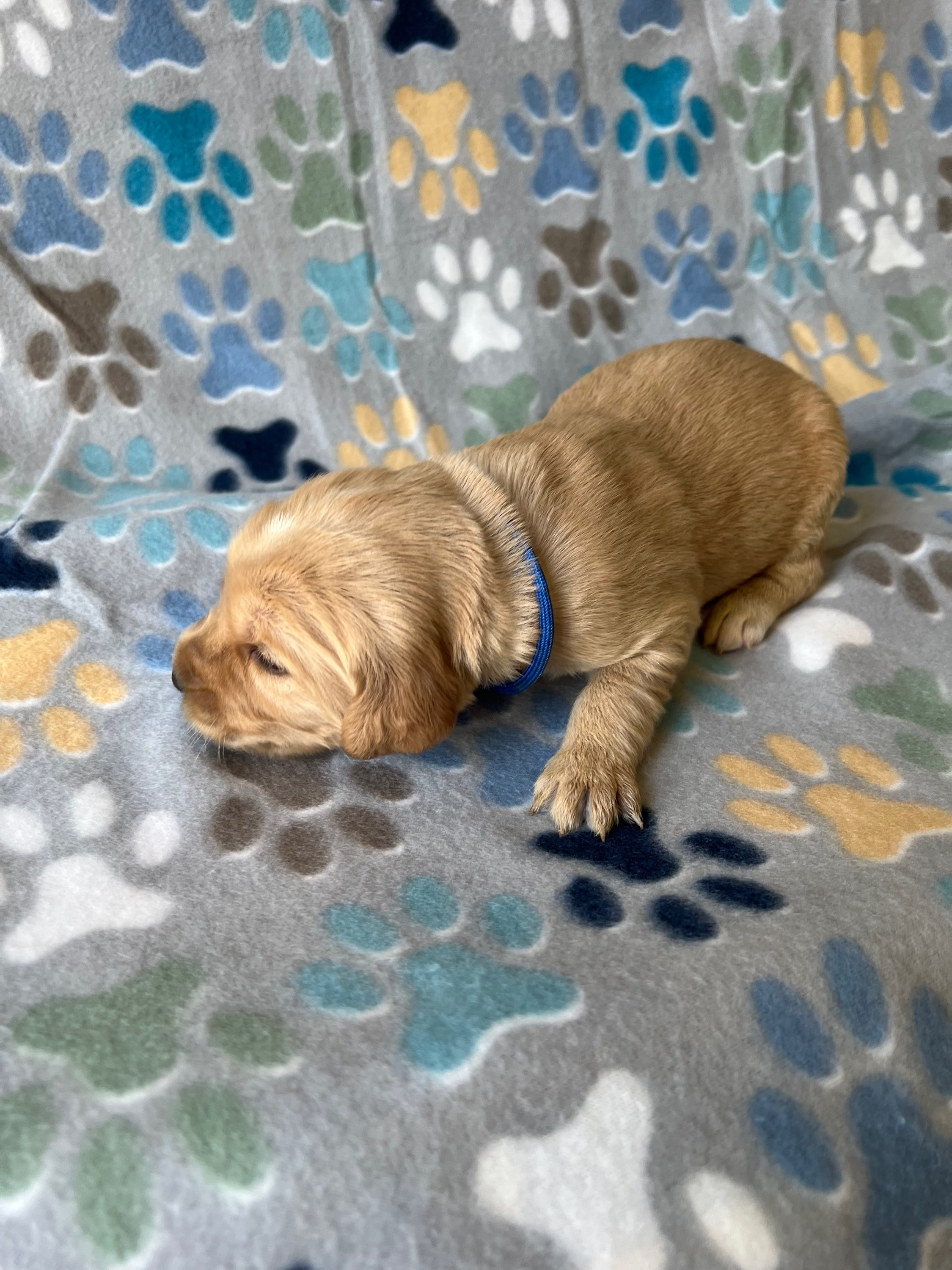 Blue Male(ADOPTED)