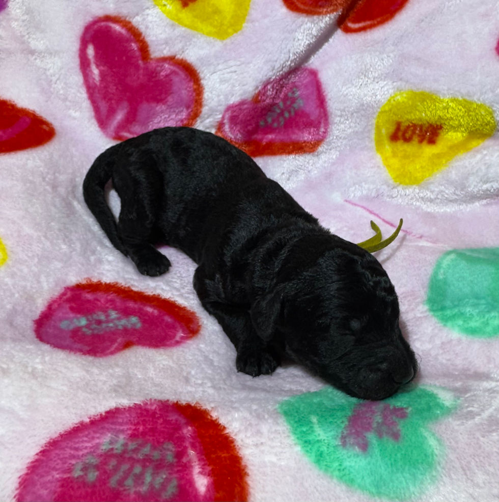 Thumbnail: Kissy, F(ADOPTED)
