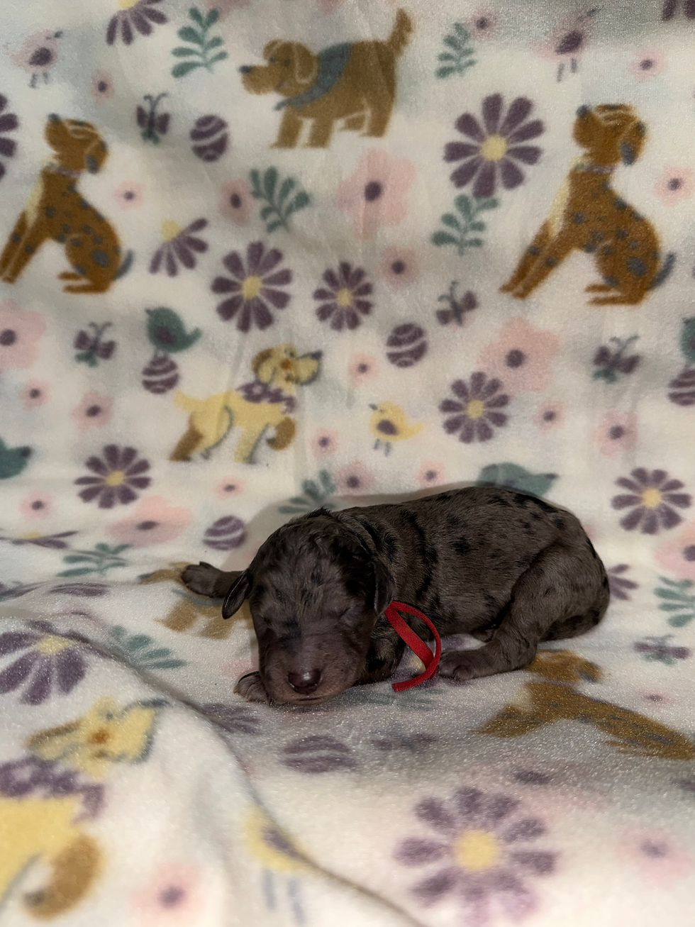 Thumbnail: Cupid, M(ADOPTED)