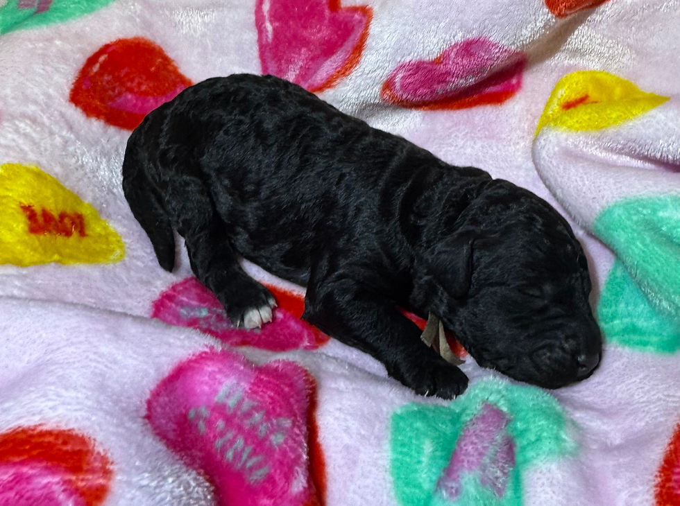 Thumbnail: Juliet, F(ADOPTED)