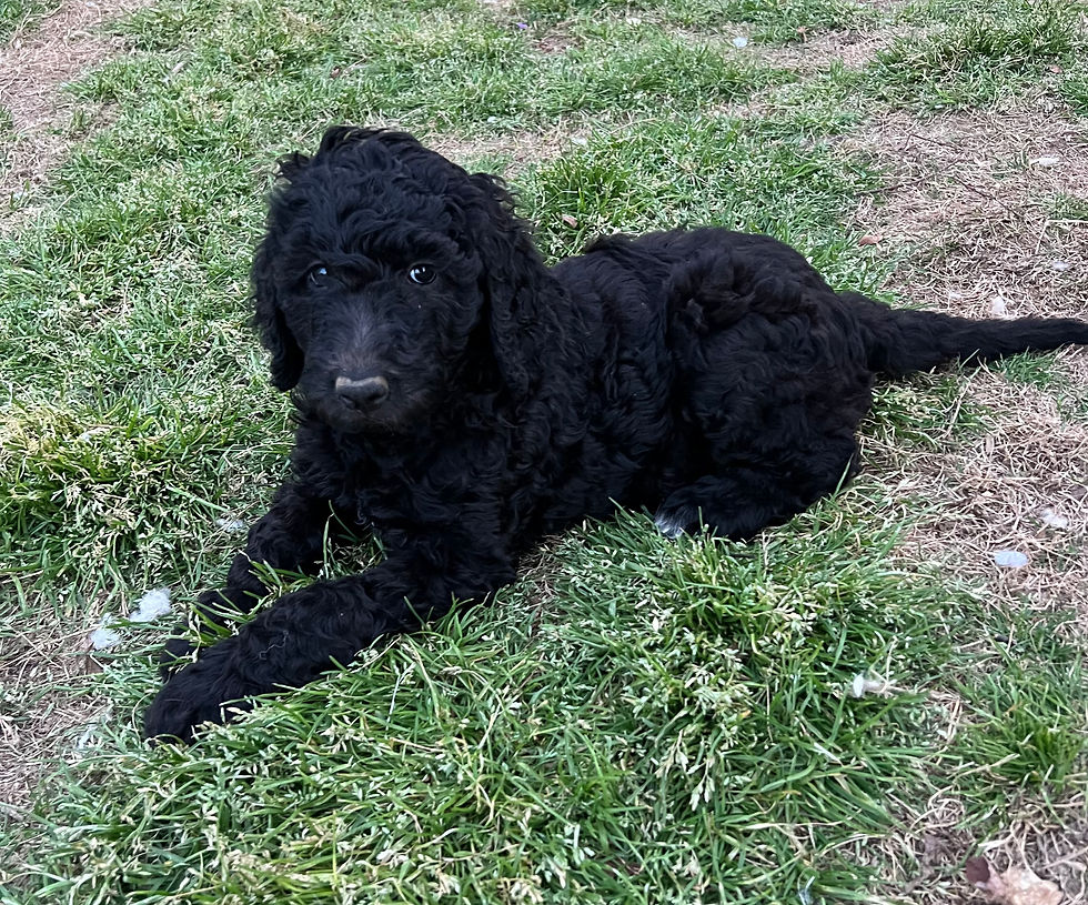 Thumbnail: Juliet, F(ADOPTED)