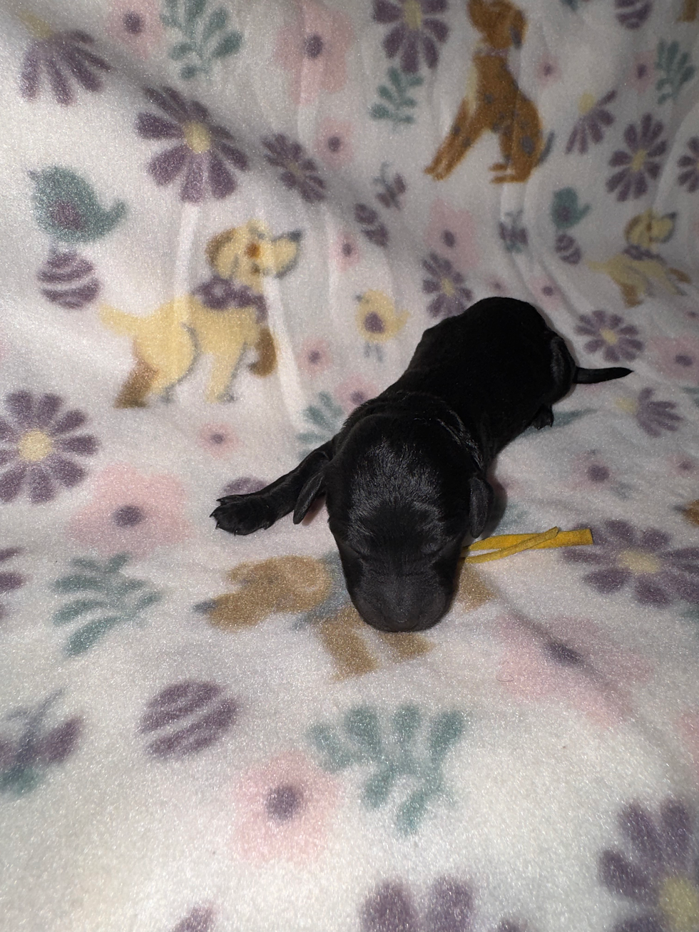 Thumbnail: Kissy, F(ADOPTED)