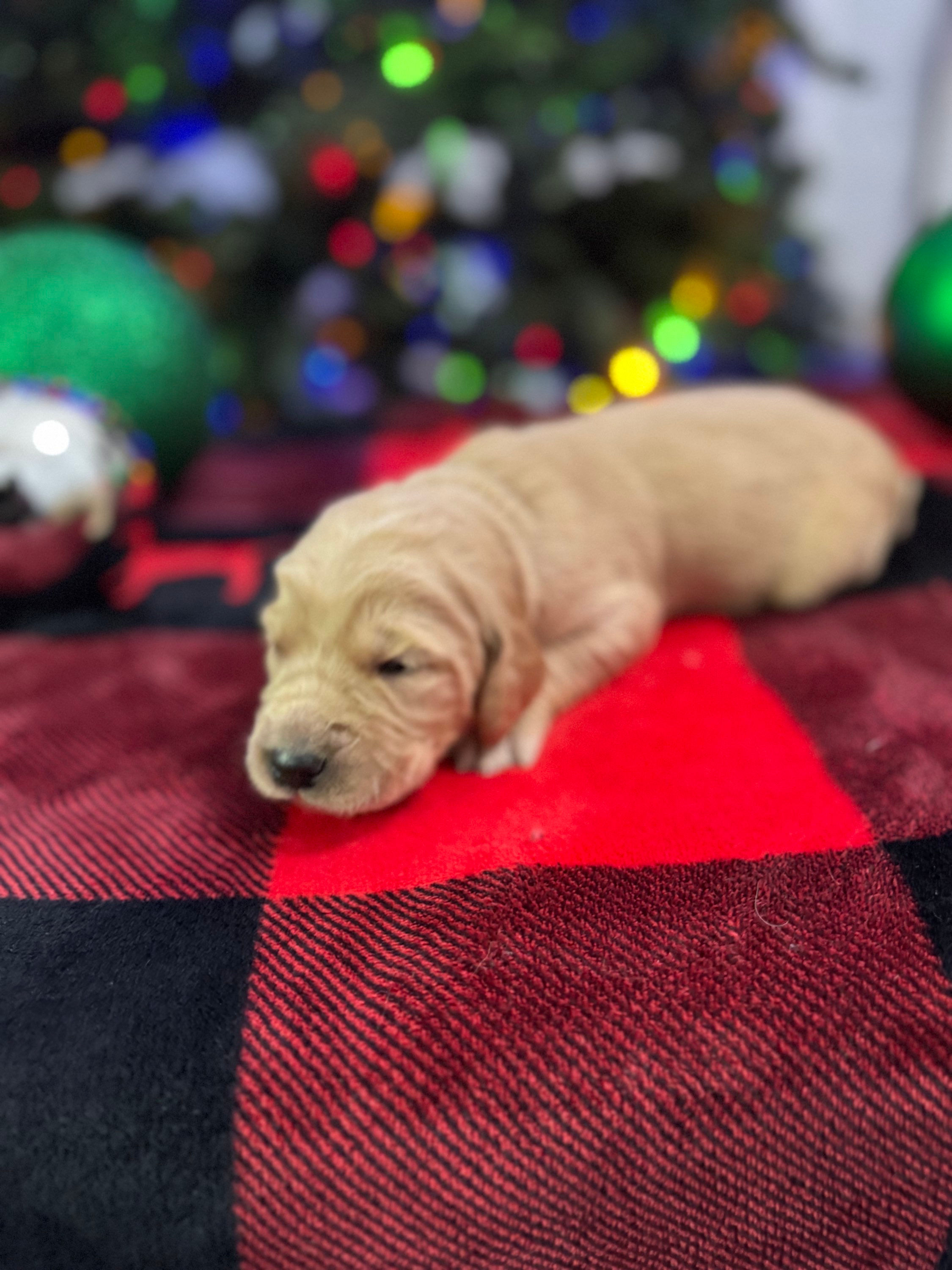 Boy Green Collar(Reserved)