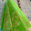 Thumbnail: Mehndi - Pure Rashom Muslin Silk saree
