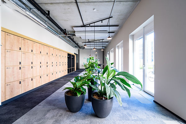 Ein Flur mit drei mittelgrossige Pflanzen, eine davon is eine Freidenslilie, auch Spathiphyllum genannt.