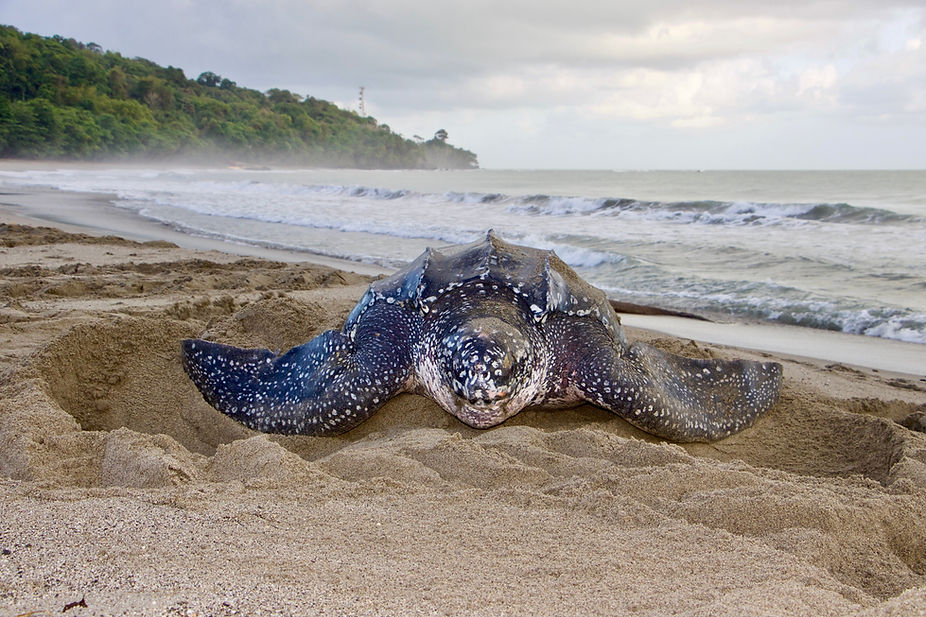 Leatherback Turtle Trinidad, West Indies.jpg