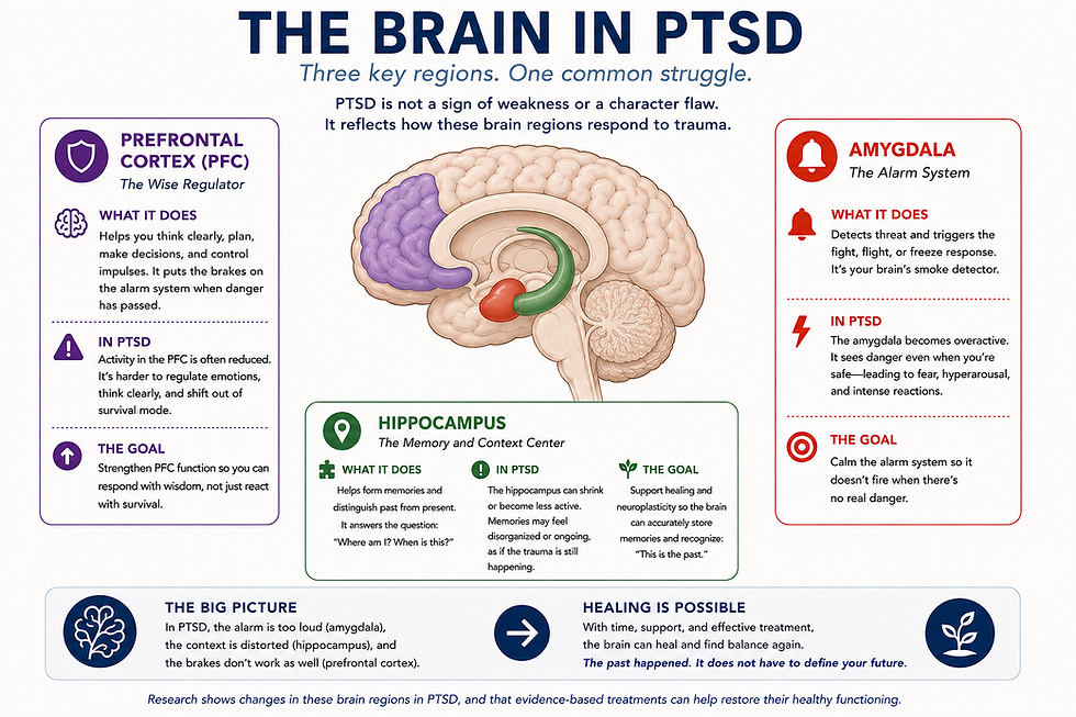 Infographic titled THE BRAIN IN PTSD showing labeled brain regions—PFC, amygdala, hippocampus—on a white background.
