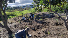 Volunteers get their hands dirty planting indigenous Strandveld vegetation
