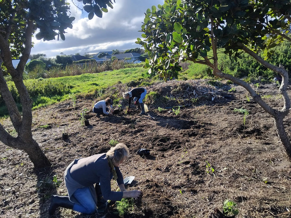 Volunteers get their hands dirty planting indigenous Strandveld vegetation