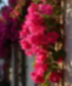 17.webp