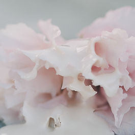 Summer has a way of making us rethink our skincare. Warmer days, humidity, extra sunscreen, and those inevitable beads of sweat can send us running to the bathroom sink several times a day. Cleansing more, moisturizing more—it feels like the natural solution to stay fresh and glowing. But here’s the twist: sometimes our well-meaning habits actually backfire, leaving us with skin that’s greasy and dehydrated, sensitive, or just “off.” So, let’s unpack what really happens when we over-wash and over-moisturize during summer, and what science says about restoring balance. Your Skin Barrier: A Built-In Genius Before discussing what goes wrong, it’s important to understand what’s meant to go right. Your skin barrier (the outermost layer of the skin, also called the stratum corneum) is your natural defense system. It’s made of skin cells and lipids arranged like bricks and mortar, keeping moisture in and irritants out. When healthy, this barrier prevents dehydration and reduces sensitivity. But here’s the problem: overloading your skincare routine with aggressive cleansing or too much moisturizer can disrupt this balance. Think of it like overwatering a plant or scrubbing delicate fabric too hard—it’s simply too much of a good thing. Over-Washing: When “Clean” Becomes Counterproductive Summer makes us feel sticky. After workouts, beach trips, sunscreen reapplications, or simply commuting in the heat, it’s natural to want to wash our face more often. But washing too frequently—especially with foaming cleansers or harsh surfactants—strips the skin of its natural oils and upsets the microbiome (the good bacteria living on your skin). Science confirms it: A study published in the Journal of Dermatological Science found that frequent washing with strong surfactants increases transepidermal water loss (TEWL)—a fancy way of saying moisture escapes too easily. This leaves your skin tight, dehydrated, and ironically, more oily as it overcompensates by producing excess sebum. Signs you might be over-washing: Skin feels squeaky-clean or tight after cleansing Midday oiliness despite dryness post-wash Increased redness, irritation, or breakouts What to do instead: Wash only twice daily—once in the morning, once at night. (Even once a day may suffice for dry or sensitive skin.) Use gentle, non-stripping cleansers like milky or oil-based options that respect your microbiome. After sweating, rinse with cool water or wipe gently with a damp cloth instead of reaching for a cleanser every time. Over-Moisturizing: Yes, It’s a Thing Moisturizer is essential, but there’s a fine line between hydrating your skin and smothering it. In summer, when humidity is high, heavy moisturizers can create a film that traps sweat and sebum, contributing to congestion, clogged pores, and even dullness. Science backs this up too: A 2020 dermatological review noted that constant occlusion (like using heavy occlusive moisturizers in hot, humid weather) can disrupt natural oil regulation and even alter your skin’s microbiome. Signs you might be over-moisturizing: Frequent breakouts or congestion A feeling of heaviness or stickiness on your skin Skin that looks greasy but still feels dehydrated What to do instead: Switch to lightweight moisturizers or hydrating serums with humectants (like hyaluronic acid or glycerin) instead of heavy creams. Skip moisturizer in the morning if your skin feels hydrated enough—especially in humid climates. Save richer formulas for nighttime repair or after significant sun exposure. Summer Skin Imbalance: How It Shows Up The tricky thing about over-washing and over-moisturizing is how they feed off each other. You wash more because you feel greasy, but the stripping causes your skin to produce even more oil. Then you apply more moisturizer because your skin feels dry after cleansing, which clogs pores and worsens oiliness. The result? Greasy but dehydrated skin (yes, you can have both) Increased redness and sensitivity Stubborn breakouts that don’t respond to your usual treatments Makeup that pills or slides off due to barrier disruption How to Rebalance Your Skin This Summer Listen to Your Skin Daily Your skin’s needs change day by day. Some mornings, you might need just a rinse and SPF; others, a full routine. Tune in rather than follow rigid steps. Simplify Your Routine Focus on the essentials: Gentle cleanser Lightweight moisturizer or serum Broad-spectrum sunscreen Optional extras—like exfoliants, masks, and toners—should be used sparingly. Support Your Barrier Look for ingredients like niacinamide, ceramides, and probiotics to strengthen and calm your skin. These help rebuild the lipid layer and maintain microbiome health. Pause the Over-Exfoliation Summer sun exposure already stresses your skin, so dial down strong exfoliants like AHAs, BHAs, and retinoids if you notice sensitivity or redness. The BBA Organic Perspective: Balance Over Excess At BBA Organic, we believe skincare shouldn’t overwhelm your skin but support its natural intelligence. Our philosophy is to nourish your skin with what it truly needs—clean, non-toxic, and effective formulations—while avoiding unnecessary complexity. Our approach is rooted in mindfulness and simplicity because radiant skin comes from harmony, not harshness. In summer, this often means stripping back, trusting your skin, and focusing on intentional care rather than more products. Your Summer Mantra Cleanse gently. Hydrate mindfully. Protect consistently. Support your skin barrier and let your natural radiance shine. This summer, instead of doing “more,” consider doing “better.” Your skin—and your peace of mind—will thank you.