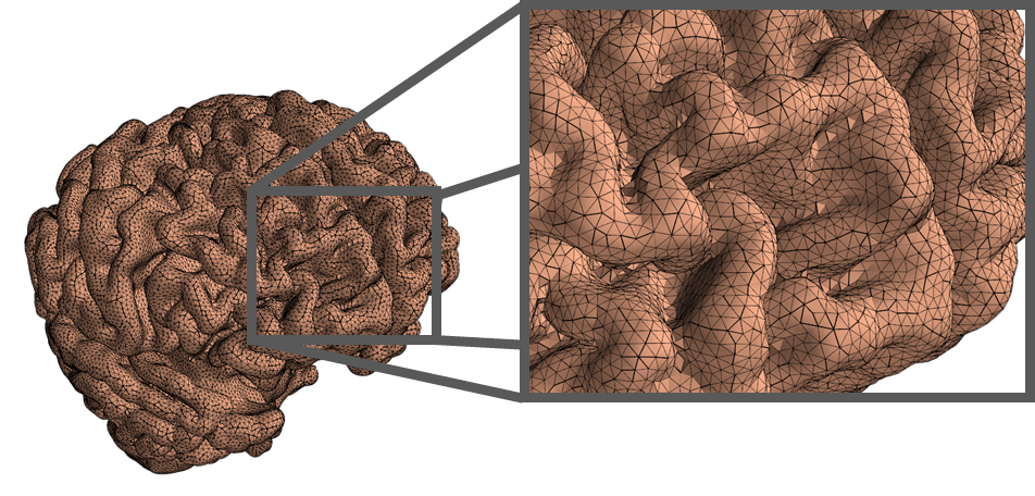 Neurotwins Personalizing Digital Brains - Gray matter mesh and zoom to appreciate the triangular mesh