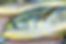 Mahi Mahi, also known as dolphinfish or dorado, is a vibrant and flavorful fish