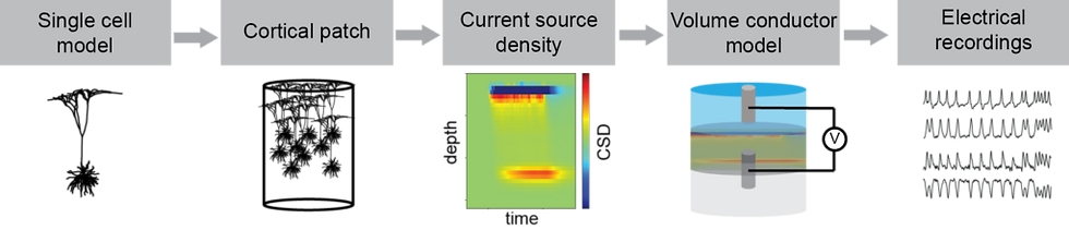 Simulating electrophysiological recordings from NMMs Figure 1