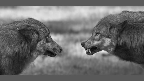 dois lobos - um calmo e um feroz